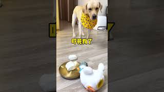 【旺仔很忙🐶】原来狗子也如此惜命…