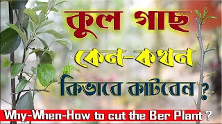 কুল গাছ কেন কখন কিভাবে কাটবেন ? Why when how to cut the ber plant ?
