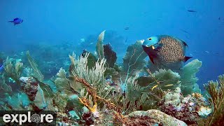 Utopia Village TopofWall Underwater Reef Cam powered by EXPLORE.org