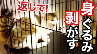 シャーシャー威嚇の元野良猫の巣を撤去したら怒りMAX