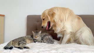 Golden Retriever Demands Attention from Two Adorable Cats! by Buddy 19,885 views 1 month ago 1 minute, 41 seconds