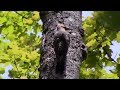 Northern Flicker Making a Nest