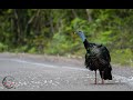 Ocellated Turkey singing at the Calakmul Biosphere Reserve, Mexico.