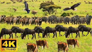 4K African Wildlife: MosiOaTunya National Park  Scenic Wildlife Film With Real Sounds