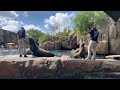 April 9 - Sea Lions
