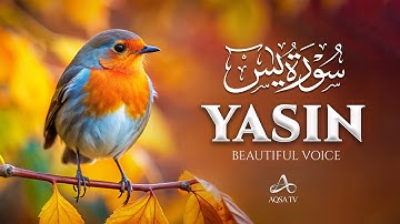 Surah Yasin (Yaseen) سورة يس | This Calm Voice Will TOUCH Your HEART إن شاء الله | AQSA TV