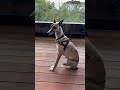 A sweet, shy dog 🐕ちょっとはずかしがりやのワンちゃん🐕 #doglove #greyhound #グレイハウンド