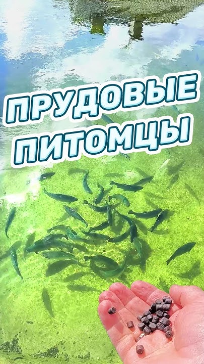 Кормлю своих питомцев. Пруд с рыбой на участке у дома #пруд #Рыбалка ...