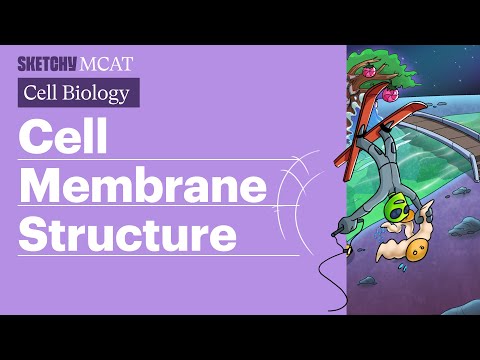 Cell Membrane Structure: Fluid Mosaic Model Explained (Full Lesson) | Sketchy MCAT