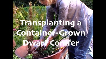 Transplanting a Container-Grown Dwarf Conifer