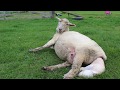 Amie the Amazing Sheep giving birth