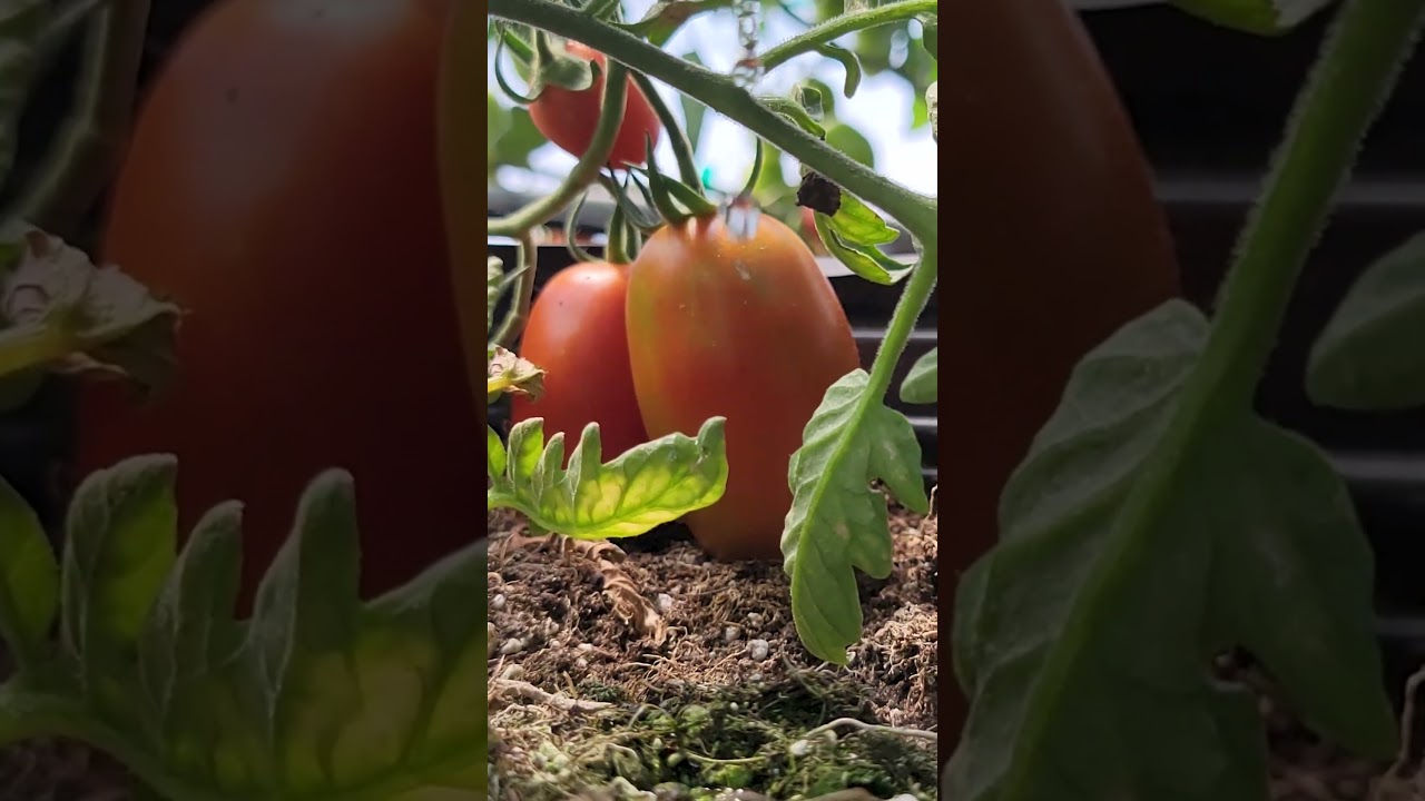 Blue Lizard Farm an Education Series, Watering a Hoop House