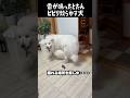雷が怖すぎて穴掘ろうとする愛犬 #greatpyrenees #犬のいる生活 #大型犬のいる生活 #大型犬と暮らす #大型犬 #グレートピレニーズ #癒し #愛犬 #ゴールデンレトリバー