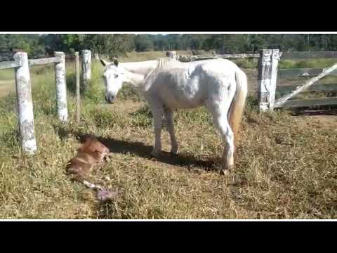 Vídeo: Andar a cavalo causa aborto?