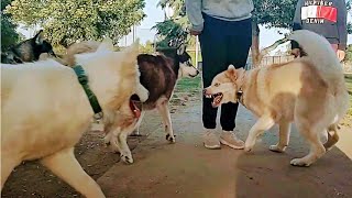 Huskies Go After One Of Their Own At Dog Park