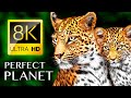 THE PERFECT PLANET: The Most Beautiful Animals and Places on Earth 8K VIDEO ULTRA HD