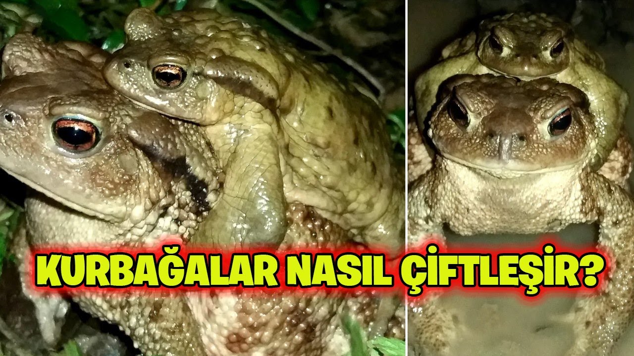 Ampleksus Davranisi Kurbagalar Nasil Ciftlesir Youtube