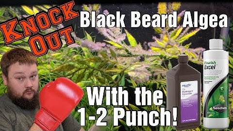 Black Beard Algae - Knock It Out with the 1-2 Punch!
