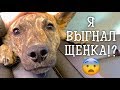 Выгнал на улицу щенка. Что было дальше?