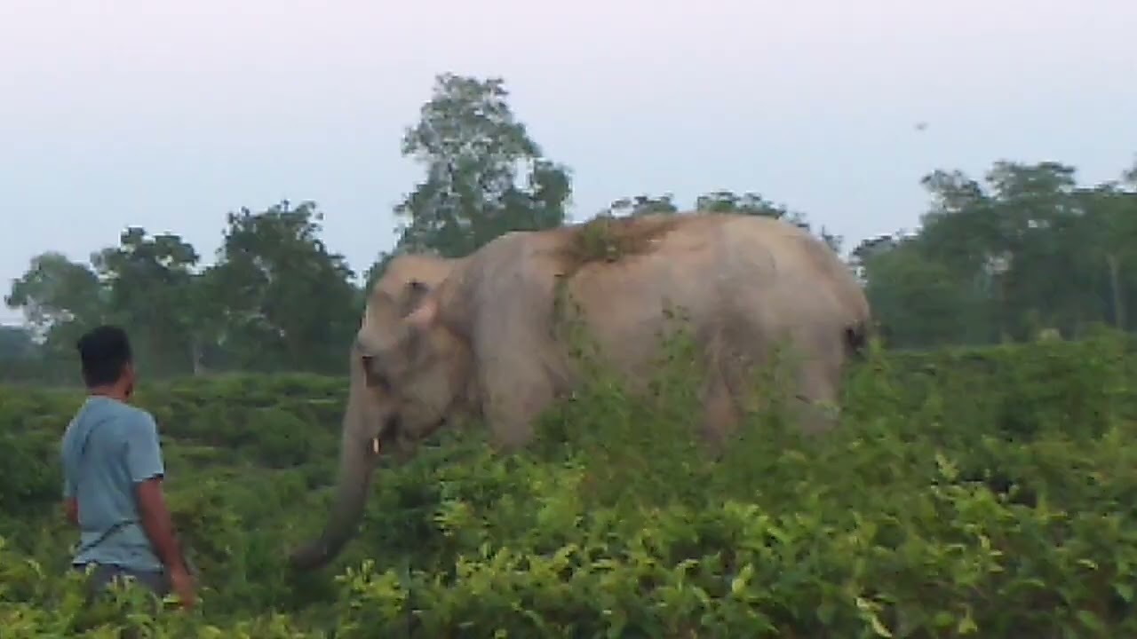 Humans Hit THE Elephant Attack 🐘