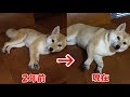 ２年ぶりの「ごろーん」をお披露目します