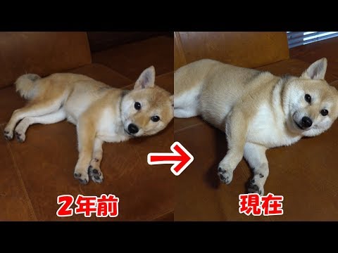 芝犬です。 hq720.jpg?sqp=-
