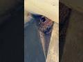 Cliff swallow- little cutie! #birds were plentiful and varietal today!