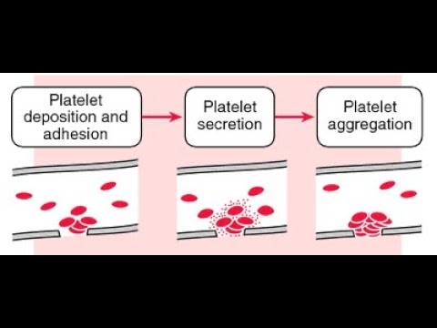 فيديو: اضطرابات التخثر في الصفائح الدموية في الكلاب