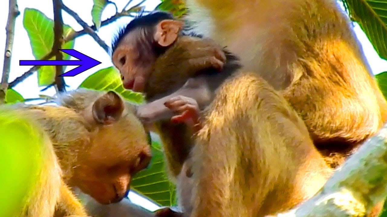 OMG! Pigtail Monkey Kidnapping Baby Julina First Time Climbing Up On Long Tree, Julian Cry For Help
