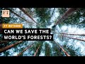 Can we save the world’s forests? | FT Rethink