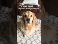 The Closest Object To Your Right Is Gonna Make You Famous #goldenretriever #short #cosmosgoldenlife