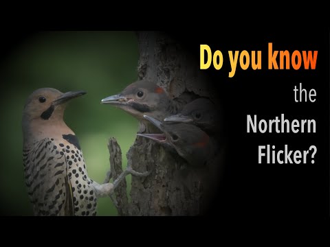 Northern Flicker Trivia: Test Your Knowledge