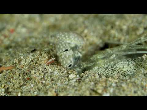 Dive Jalan Masuk, Manado, Sulawesi, Indonesia 20241025 4