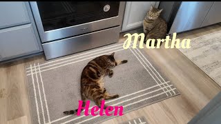 Our cats! Martha and Helen.