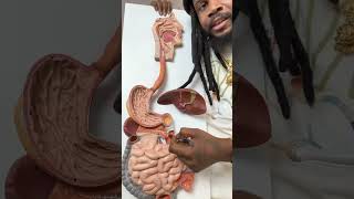 HEALING THE GUT❗️THE GATEWAY TO THE OUTSIDE WORLD 🌎 ‼️‼️‼️‼️‼️#YahkiAwakened #YahkiTv #Yahki
