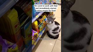 Cat knows exactly how to ask for free food 😁 #cat