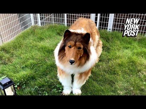 Japanese Man spent K to transform himself into collie