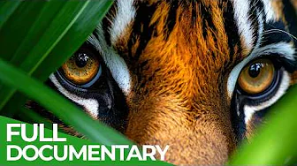 Wild Indonesia –  The Heart of The Wildest Islands | Full Series | Free Documentary Nature