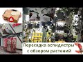 Пересадка аспидистры, мои цветы в комнате и почему нельзя заказывать растения зимой