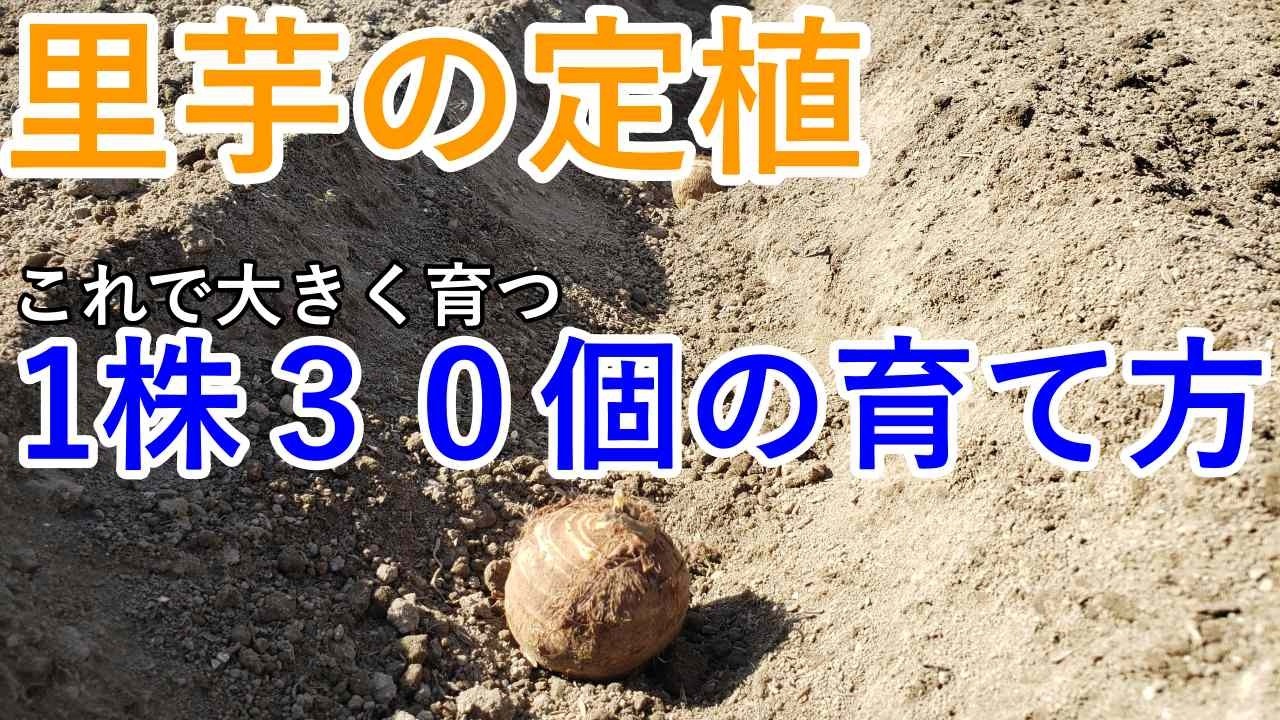 里芋の定植と育て方｜有用菌栽培で1株30個以上の育て方 - YouTube