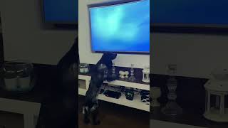 Наш охотник Эссамуэль🦆