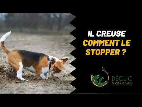 Vidéo: Les aliments pour chiens expliqués