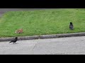 Rabbit vs. Crows