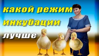 Какой режим инкубации лучше для гусиных яиц