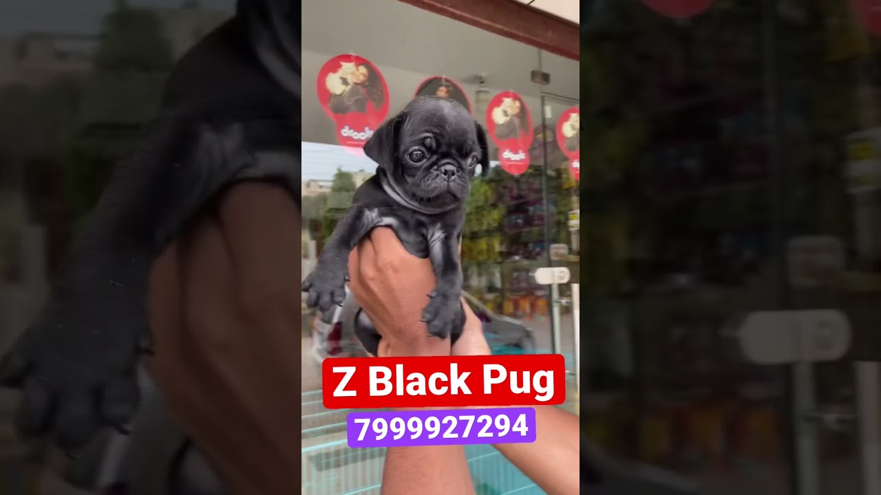 |Z Black Pug Puppy | Best Price |Best Quality | ￼Very cheap price | bhilai | 7999927294