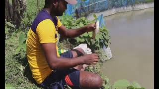 Cast Net Fishing in the Village Field beautiful Natural - Fishing With Cast Net Part 3