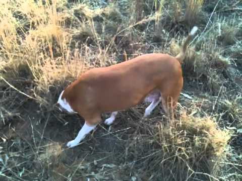 pee female dog lifts leg