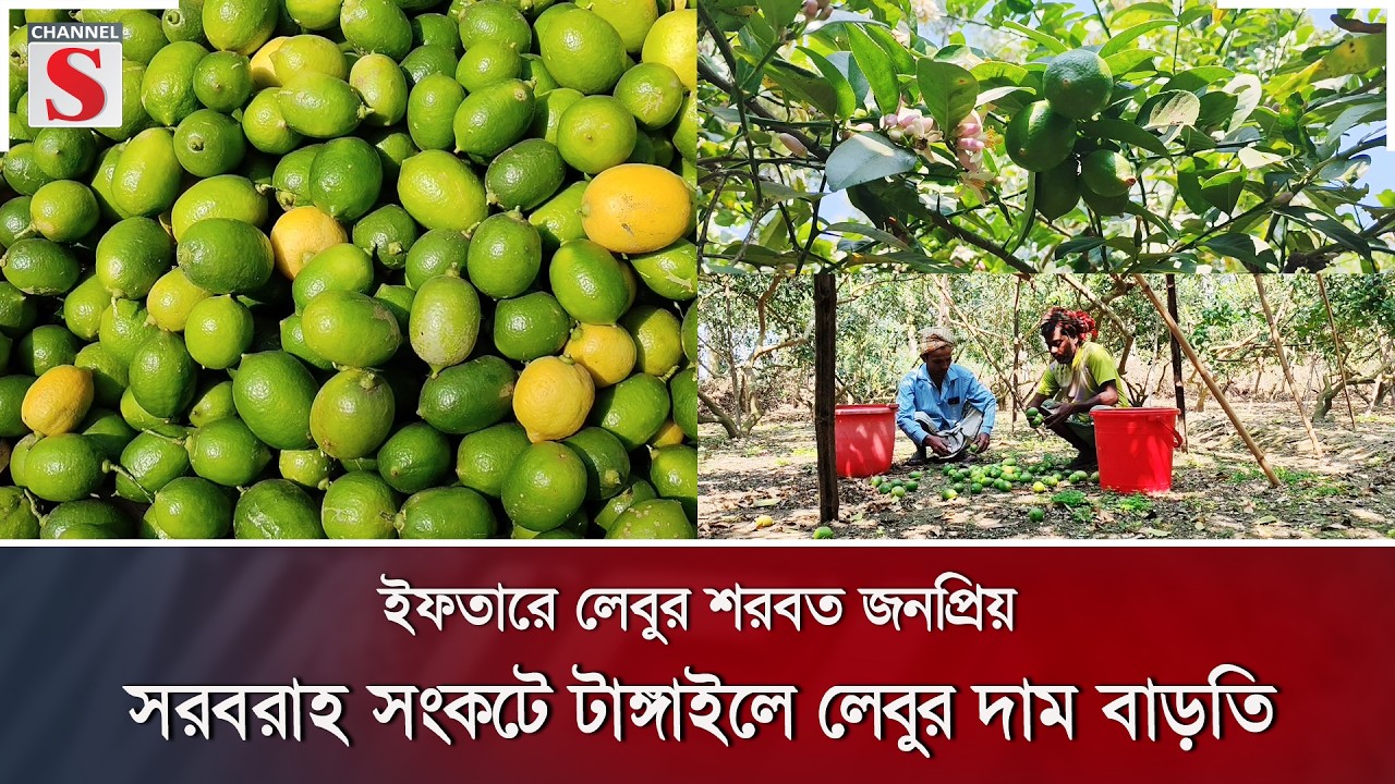 ইফতারে লেবুর শরবত জনপ্রিয়, সরবরাহ সংকটে টাঙ্গাইলে লেবুর দাম বাড়তি | Channel S News
