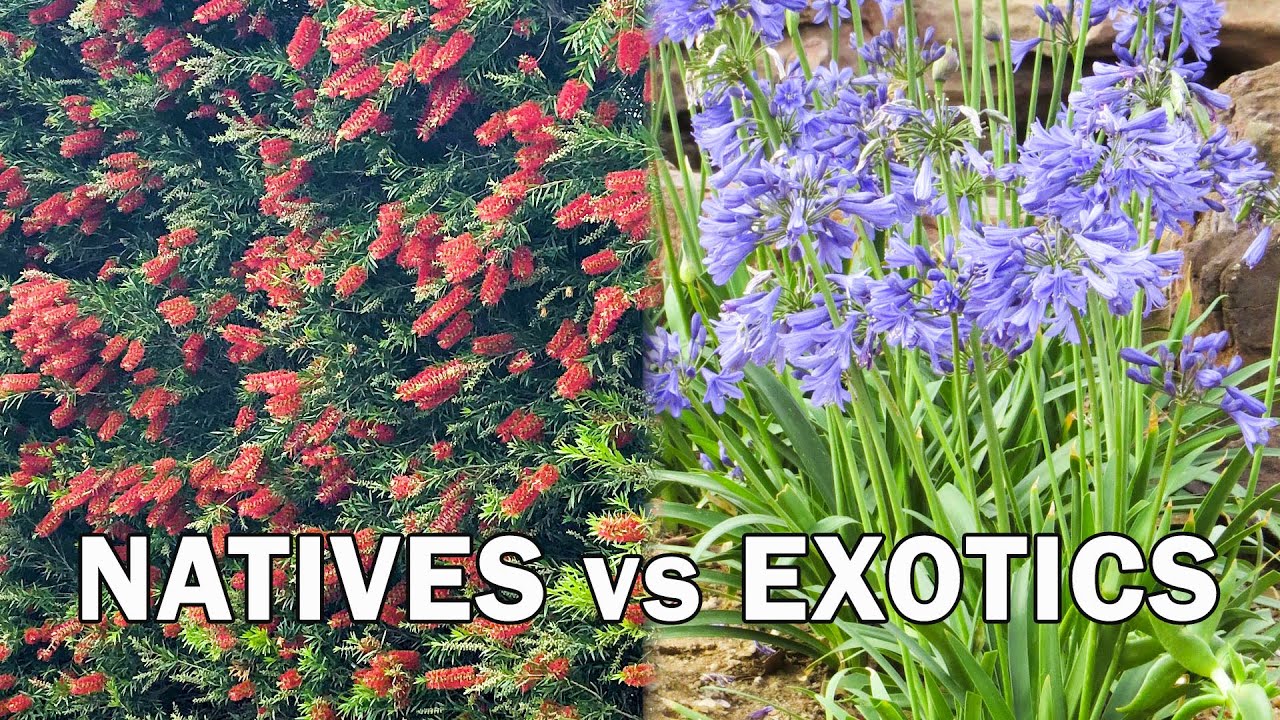 Native Plants Vs Exotic Plants YouTube Native Plants Vs Exotic Plants YouTube