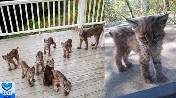 玄関を開けてみたら無邪気に遊ぶオオヤマネコの子猫がいっぱい！突然の訪問者の姿に心温まる【感動】